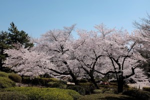 Sakura tree