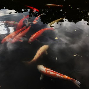 Haiku_16_ 16b_img_0076