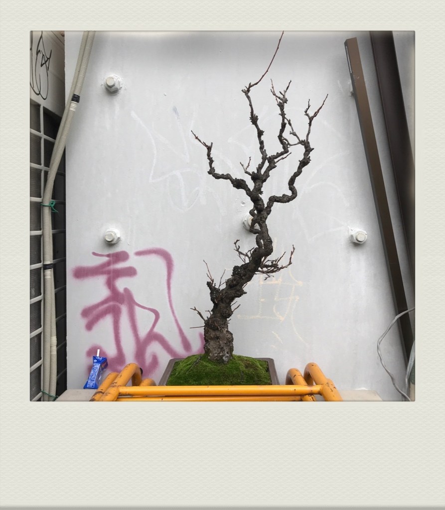 TOKYO-PH-202007-00010