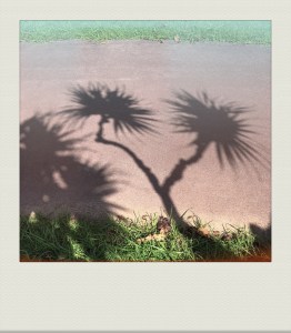 OKINAWA-PH-202009-00010