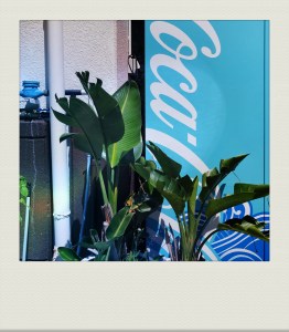 OKINAWA-PH-202009-00028