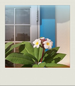 OKINAWA-PH-202011-00002