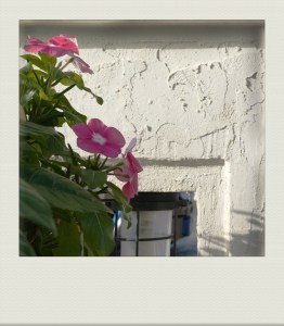 OKINAWA-PH-202011-00010