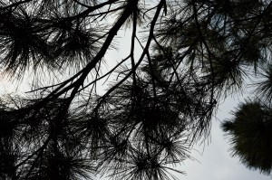 OKINAWA-202103-00013-LF