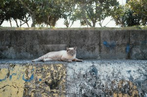 OKINAWA-202103-00202-LF