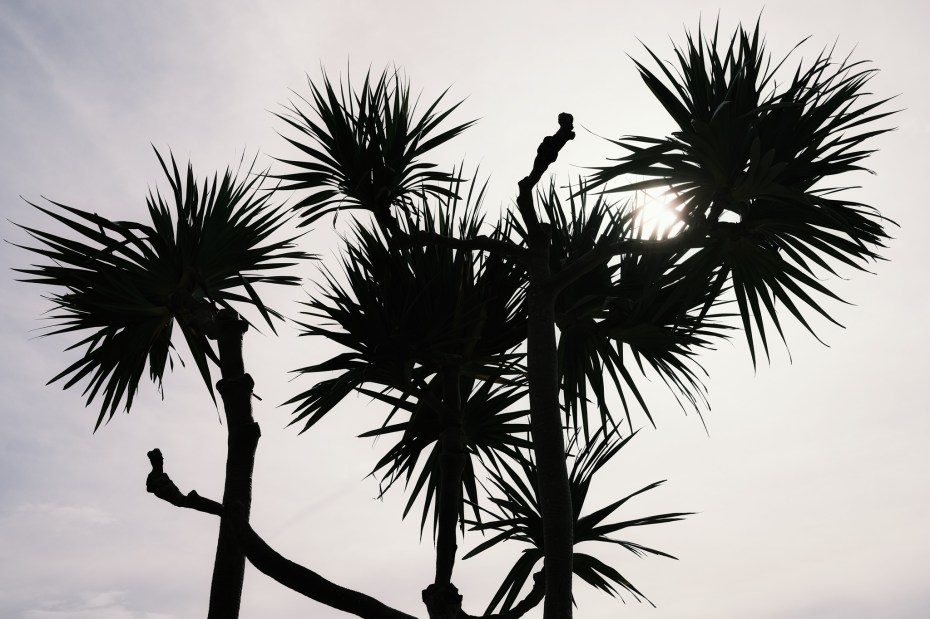 OKINAWA-202106-00030-LF